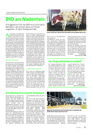 Landwirtschaftliches Wochenblatt TIER BVD am Niederrhein Eine aggressive Form des BVD-Virus ist auf sechs Betrieben in den Kreisen Kleve und Viersen aufgetreten.
