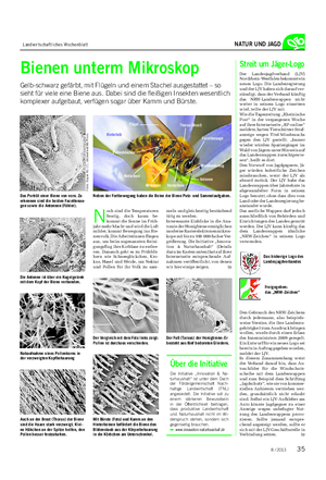 Landwirtschaftliches Wochenblatt NATUR UND JAGD Bienen unterm Mikroskop Gelb-schwarz gefärbt, mit Flügeln und einem Stachel ausgestattet – so sieht für viele eine Biene aus.