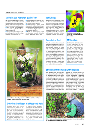 Landwirtschaftliches Wochenblatt Deutschlands Gartenbaubetrie- be sind Spezialisten für Stief- mütterchen und Veilchen.