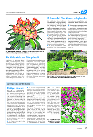 Landwirtschaftliches Wochenblatt GARTEN Fleißiges Lieschen Impatiens walleriana Nur wenige Sommerblumen ge- deihen an schattigen Standorten.