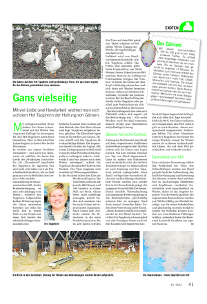 Landwirtschaftliches Wochenblatt EXOTEN Gans vielseitig Mit viel Liebe und Handarbeit widmet man sich auf dem Hof Tapphorn der Haltung von Gänsen.