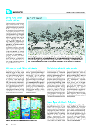 NACHRICHTEN Landwirtschaftliches Wochenblatt Auf vielen Rapsfeldern tummeln sich derzeit große Taubenschwärme.