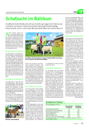Landwirtschaftliches Wochenblatt TIER Schafzucht im Baltikum In Lettland ist die Herdbuchzucht von Schafen gut organisiert.