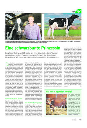 Landwirtschaftliches Wochenblatt TIER Eine schwarzbunte Prinzessin Die Wiewer-Rellmann GbR stellte mit ihrer Schaukuh „Diana“ bei der diesjährigen Holstein-Europaschau in der Schweiz die Siegerin der Färsenklasse.