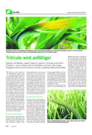 PFLANZE Landwirtschaftliches Wochenblatt T riticale ist nicht mehr die Gesundfrucht.