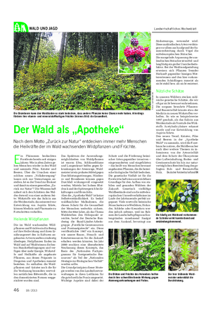 WALD UND JAGD Landwirtschaftliches Wochenblatt E in Phänomen beobachten Forstleute bereits seit einigen Jahren: Wie in alten Zeiten ge- hen Menschen wieder in den Wald und sammeln Pilze, Kräuter und Beeren.