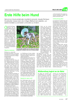 Landwirtschaftliches Wochenblatt WALD UND JAGD Erste Hilfe beim Hund Hat sich ein Hund verletzt oder ist plötzlich erkrankt, ist guter Rat teuer.