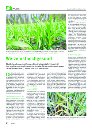 PFLANZE LandwirtschaftlichesWochenblatt Die Weizenbestände entwi-ckelnsichindiesemJahrgut.