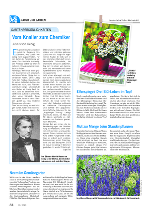NATUR UND GARTEN Landwirtschaftliches Wochenblatt Elfenspiegel: Drei Blühfarben im Topf Noch vergleichsweise neu unter den Beet- und Balkonblumen sind die Elfenspiegel (Nemesia).