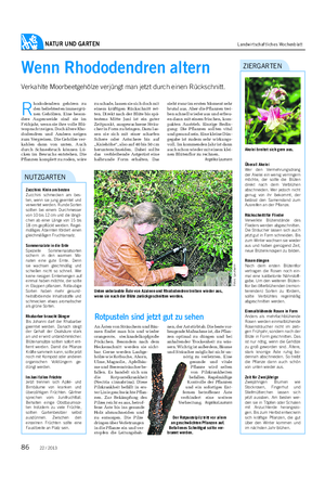NATUR UND GARTEN Landwirtschaftliches Wochenblatt Wenn Rhododendren altern Verkahlte Moorbeetgehölze verjüngt man jetzt durch einen Rückschnitt.