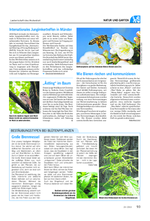 Landwirtschaftliches Wochenblatt NATUR UND GARTEN 24 / 2013 Große Brennnessel Eine unserer häufigsten Wildpflan- zen ist die Große Brennnessel (Ur- tica dioica).