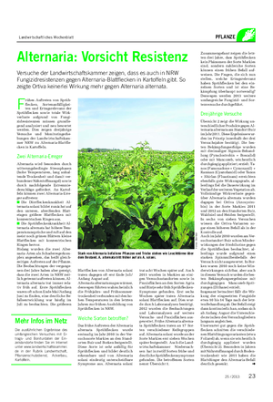 Landwirtschaftliches Wochenblatt PFLANZE Alternaria: Vorsicht Resistenz Versuche der Landwirtschaftskammer zeigen, dass es auch in NRW Fungizidresistenzen gegen Alternaria-Blattflecken in Kartoffeln gibt.