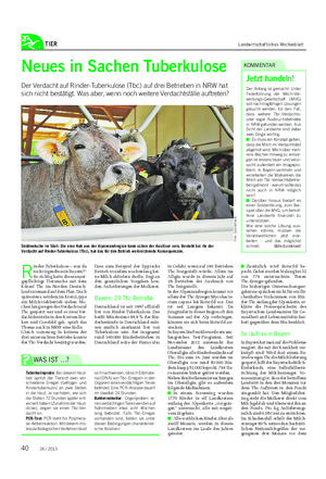 TIER Landwirtschaftliches Wochenblatt Neues in Sachen Tuberkulose Der Verdacht auf Rinder-Tuberkulose (Tbc) auf drei Betrieben in NRW hat sich nicht bestätigt.