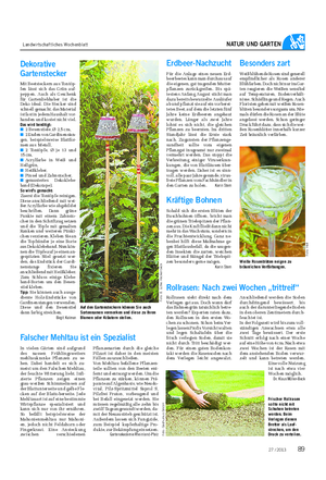 Landwirtschaftliches Wochenblatt NATUR UND GARTEN Dekorative Gartenstecker Mit Beetsteckern aus Tontöp- fen lässt sich das Grün auf- peppen.