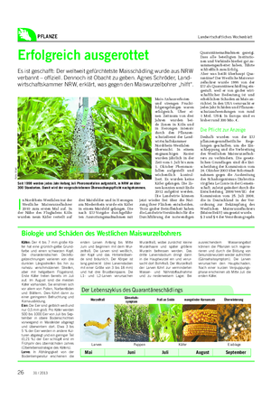 PFLANZE Landwirtschaftliches Wochenblatt Erfolgreich ausgerottet Es ist geschafft: Der weltweit gefürchtetste Maisschädling wurde aus NRW verbannt – offiziell.