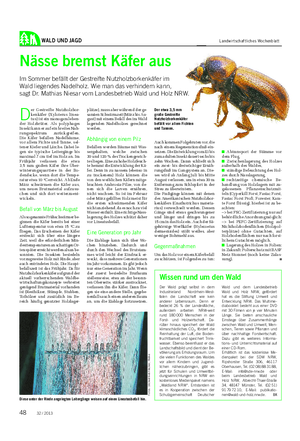 WALD UND JAGD Landwirtschaftliches Wochenblatt Nässe bremst Käfer aus Im Sommer befällt der Gestreifte Nutzholzborkenkäfer im Wald liegendes Nadelholz.