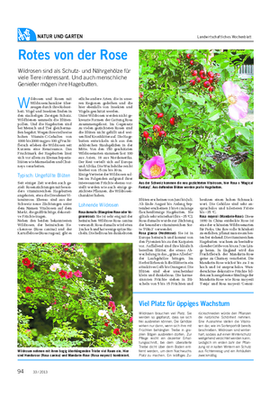 NATUR UND GARTEN Landwirtschaftliches Wochenblatt W ildrosen und Rosen mit Wildrosencharakter über- zeugen durch ihre Robust- heit.