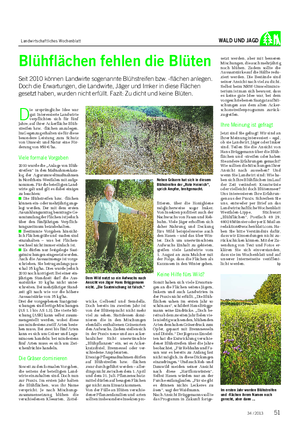 Landwirtschaftliches Wochenblatt WALD UND JAGD Blühflächen fehlen die Blüten Seit 2010 können Landwirte sogenannte Blühstreifen bzw.