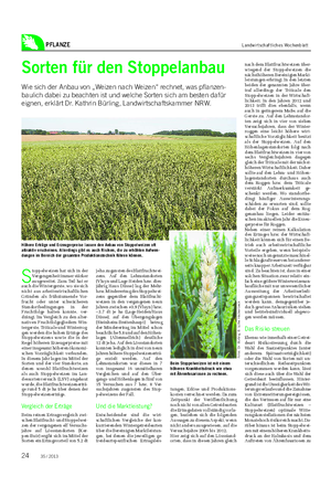 PFLANZE Landwirtschaftliches Wochenblatt Sorten für den Stoppelanbau Wie sich der Anbau von „Weizen nach Weizen“ rechnet, was pflanzen- baulich dabei zu beachten ist und welche Sorten sich am besten dafür eignen, erklärt Dr.