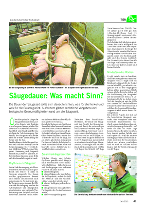 Landwirtschaftliches Wochenblatt TIER Säugedauer: Was macht Sinn?