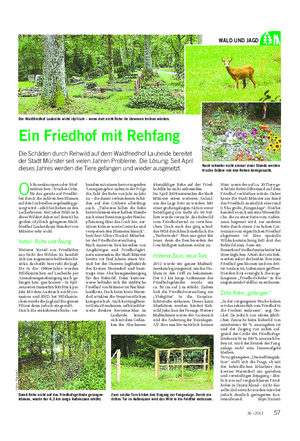 Landwirtschaftliches Wochenblatt WALD UND JAGD Ein Friedhof mit Rehfang Die Schäden durch Rehwild auf dem Waldfriedhof Lauheide bereitet der Stadt Münster seit vielen Jahren Probleme.