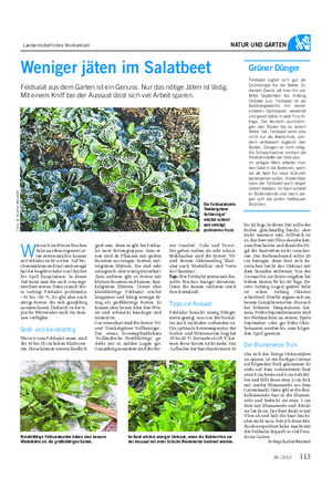 Landwirtschaftliches Wochenblatt NATUR UND GARTEN Weniger jäten im Salatbeet Feldsalat aus dem Garten ist ein Genuss.