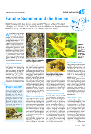 Landwirtschaftliches Wochenblatt NATUR UND GARTEN Familie Sommer und die Bienen Haben Sie gewusst, dass Bienen „Spielnäpfchen“ bauen und zum Beispiel „sterzeln“ und „höseln“?