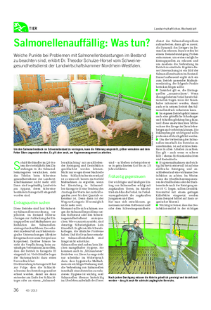 TIER Landwirtschaftliches Wochenblatt Salmonellenauffällig: Was tun?