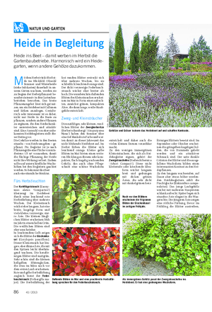 NATUR UND GARTEN Landwirtschaftliches Wochenblatt Heide in Begleitung Heide ins Beet – damit werben im Herbst die Gartenbaubetriebe.