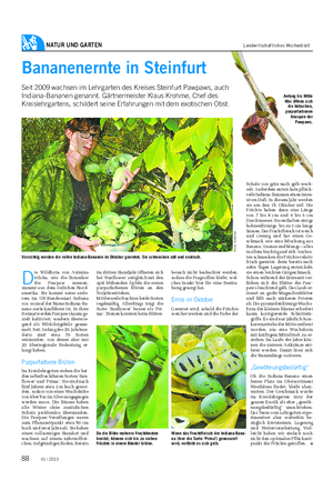 NATUR UND GARTEN Landwirtschaftliches Wochenblatt D ie Wildform von Asimina triloba, wie die Botaniker die Pawpaw nennen, stammt aus dem östlichen Nord- amerika.