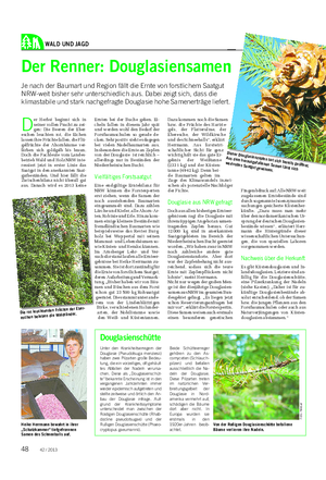 WALD UND JAGD Landwirtschaftliches Wochenblatt Der Renner: Douglasiensamen Je nach der Baumart und Region fällt die Ernte von forstlichem Saatgut NRW-weit bisher sehr unterschiedlich aus.