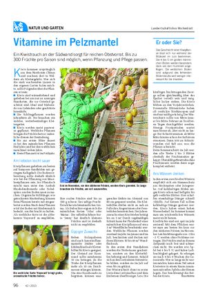 NATUR UND GARTEN Landwirtschaftliches Wochenblatt Vitamine im Pelzmantel Ein Kiwistrauch an der Südwand sorgt für reichen Obstvorrat.