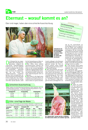 TIER Landwirtschaftliches Wochenblatt Gerade Anfänger in der Ebermast unterschätzen die Gewichte.