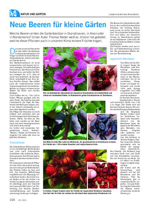 natur und garten Landwirtschaftliches Wochenblatt Neue Beeren für kleine Gärten Welche Beeren ernten die Gartenbesitzer in Skandinavien, in Asien oder in Nordamerika?