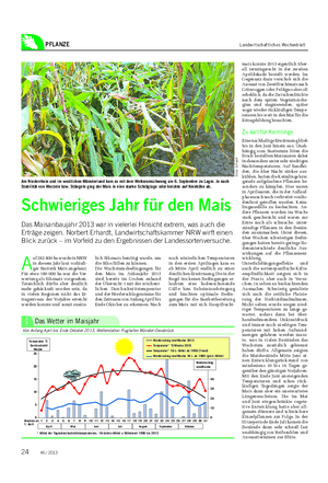 PFLANZE Landwirtschaftliches Wochenblatt A uf 282 800 ha wurde in NRW in diesem Jahr laut vorläufi- ger Statistik Mais angebaut.