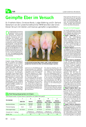 TIER Landwirtschaftliches Wochenblatt Geimpfte Eber im Versuch Dr.