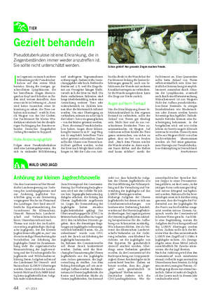 TIER Landwirtschaftliches Wochenblatt WALD UND JAGD Gezielt behandeln Pseudotuberkulose ist eine Erkrankung, die in Ziegenbeständen immer wieder anzutreffen ist.