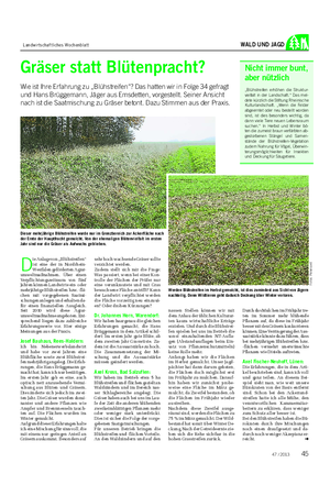 Landwirtschaftliches Wochenblatt WALD UND JAGD Gräser statt Blütenpracht?