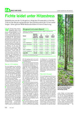 WALD UND JAGD Landwirtschaftliches Wochenblatt Fichte leidet unter Hitzestress Nadelbäumen wie der Fichte geht es infolge des Klimawandels schlechter.