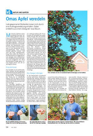 NATUR UND GARTEN Landwirtschaftliches Wochenblatt Omas Apfel veredeln Lieb gewonnene Obstsorten lassen sich durch eine Auftragsveredelung erhalten.
