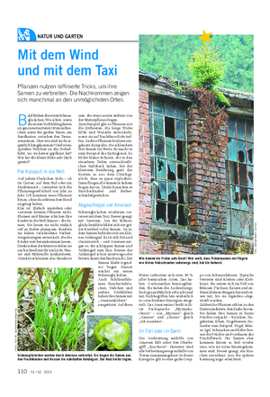 NATUR UND GARTEN Landwirtschaftliches Wochenblatt Mit dem Wind und mit dem Taxi Pflanzen nutzen raffinierte Tricks, um ihre Samen zu verbreiten.