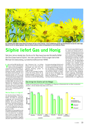 Landwirtschaftliches Wochenblatt PFLANZE V on weit her fällt der Blick auf die in vollem Gelb blühende Fläche auf der Energiepflan- zenmeile von Haus Düsse.