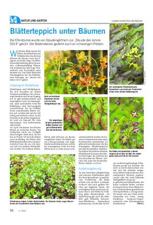 NATUR UND GARTEN Landwirtschaftliches Wochenblatt Blätterteppich unter Bäumen Die Elfenblume wurde von Staudengärtnern zur „Staude des Jahres 2014“ gekürt.