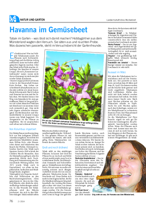 NATUR UND GARTEN Landwirtschaftliches Wochenblatt Havanna im Gemüsebeet Tabak im Garten – was lässt sich damit machen?