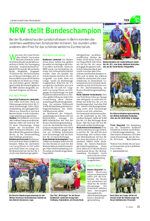Landwirtschaftliches Wochenblatt TIER NRW stellt Bundeschampion Bei der Bundesschau der Landschafrassen in Berlin konnten die nordrhein-westfälischen Schafzüchter brillieren.