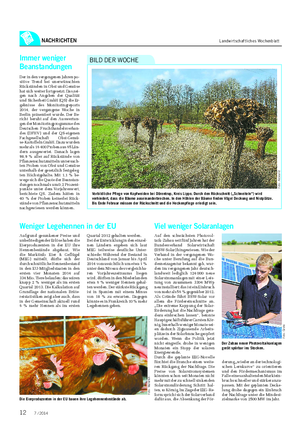 NACHRICHTEN Landwirtschaftliches Wochenblatt Vorbildliche Pflege von Kopfweiden bei Dörentrup, Kreis Lippe.