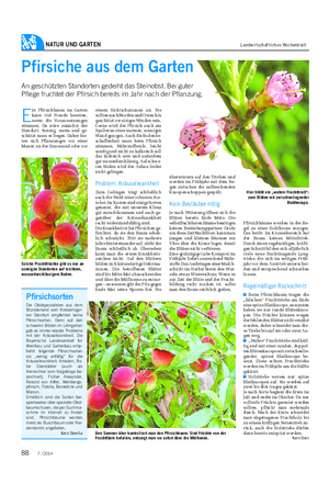 NATUR UND GARTEN Landwirtschaftliches Wochenblatt E in Pfirsichbaum im Garten kann viel Freude bereiten, wenn die Voraussetzungen stimmen.