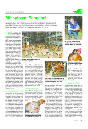 Landwirtschaftliches Wochenblatt TIER D ietrich Vriesen aus Bocholt-Suderwick hält Hennen mit unbehan- deltem Schnabel in Bodenhal- tung.