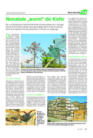 Landwirtschaftliches Wochenblatt WALD UND JAGD Nematode „wurmt“ die Kiefer Der aus Nordamerika stammende Kiefernholznematode hat in Portugal bereits etliche Kiefernwälder stark geschädigt.