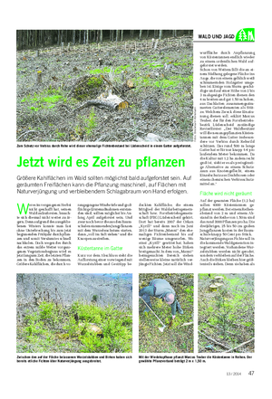Landwirtschaftliches Wochenblatt WALD UND JAGD W er es im vergangenen Herbst nicht geschafft hat, seinen Wald aufzuforsten, brauch- te sich diesmal nicht weiter zu är- gern.